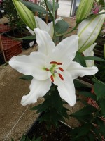 [5322 Sisto VWS No02.JPG]